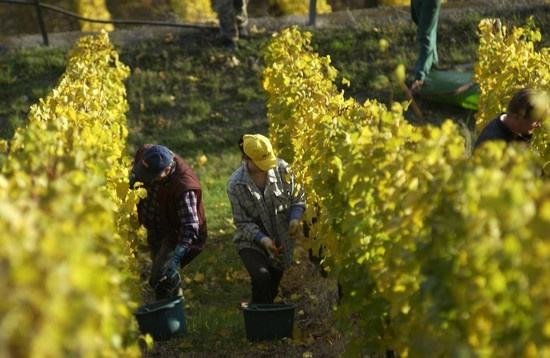 全球葡萄酒總產量下降8.2%，2018葡萄酒漲價已成定勢